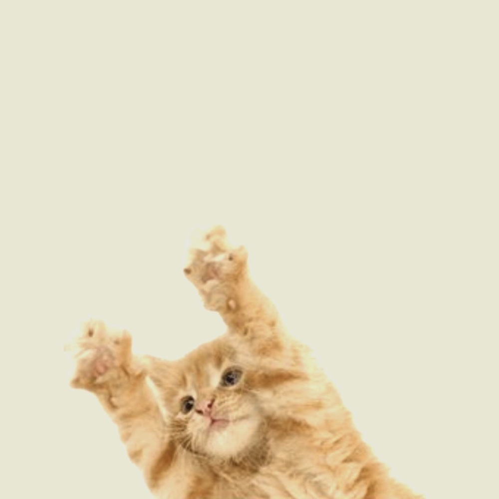 Meet your Posher, · . o lia *· ̊